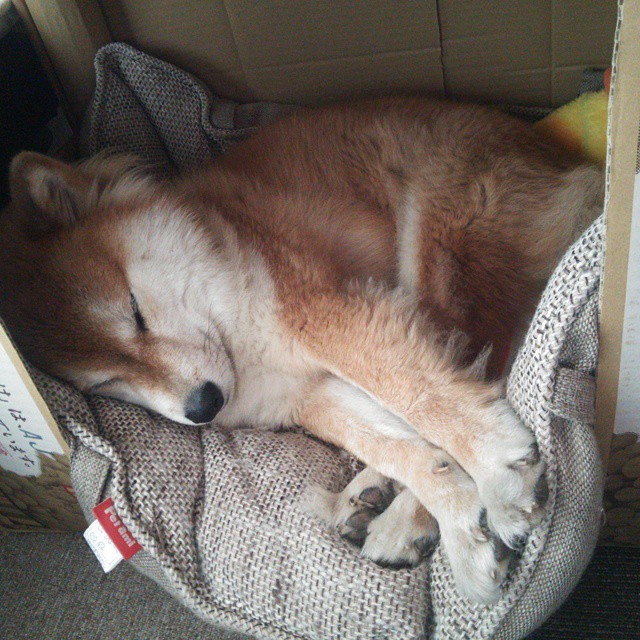 9游游戏官网-学生体质健康追踪系统区域数据互通机制设计，学生体质健康数据网